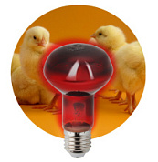 картинка Инфракрасная лампа ИКЗК 230-60 R63 Е27 для обогрева животных 60 Вт ЭРА от интернет-магазина К1-СТРОЙ